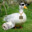 DUCKY