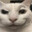 Rizz Cat
