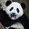 Group Avatar