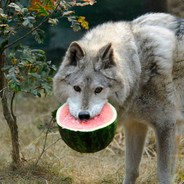 Woff