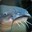 Catfish