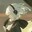 Group Avatar