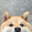 Mameshiba