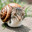 Snail Official