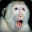 Group Avatar