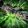 Group Avatar
